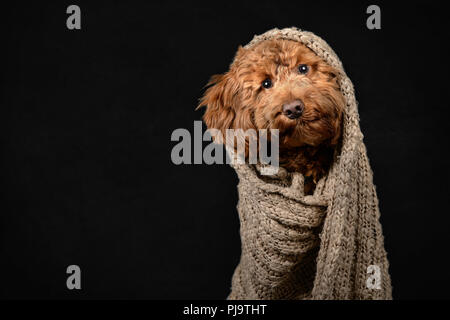 Cockerpoo Puppy Wrapped in Brown Blanket on Black Background Stock Photo