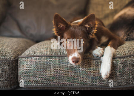 Red and White Border Collie Puppy on Luxury Sofa Stock Photo
