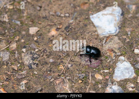 A dung beetle in Savernake forest, Wiltshire Stock Photo