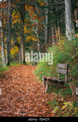 Autumn alley with fallen leaves on the way Stock Photo - Alamy