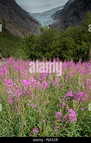 Flowers with Briksdalbreen Stock Photo