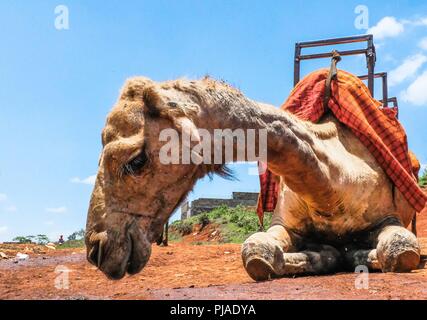 Nairobi, Kenya. 24th Mar, 2018. A camel seen chilling out during a warm sunny day.Kibera is one of Africa's largest Slums located in East Africa, Kenya. Credit: Donwilson Odhiambo/SOPA Images/ZUMA Wire/Alamy Live News Stock Photo