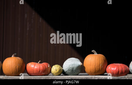 Klaistow, Germany. 04th Sep, 2018. 04.09.2018, Brandenburg, Klaistow: Different pumpkins can be seen during a pumpkin show on an adventure farm. More than 100,000 pumpkins and a variety show with 500 pumpkins from all over the world can be seen until 4 November under the motto 'Pumpkin Maximus'. Credit: Ralf Hirschberger/dpa-Zentralbild/ZB/dpa/Alamy Live News Stock Photo