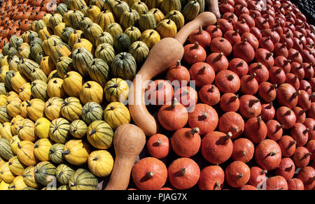 Klaistow, Germany. 04th Sep, 2018. 04.09.2018, Brandenburg, Klaistow: Different pumpkins can be seen during a pumpkin show on an adventure farm. More than 100,000 pumpkins and a variety show with 500 pumpkins from all over the world can be seen until 4 November under the motto 'Pumpkin Maximus'. Credit: Ralf Hirschberger/dpa-Zentralbild/ZB/dpa/Alamy Live News Stock Photo