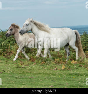 wild ponies on dartmoor Stock Photo