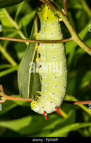 Promethea Moth (Callosamia promethea) caterpillar on host plant, Wild ...