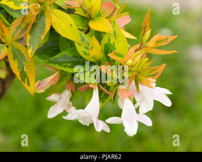 Yellow, gold and green foliage of the hardy evergreen shrub, Abelia x grandiflora 'Kaleidoscope', contrasts with the white flowers Stock Photo