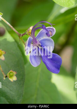 Close up of a single flower of the tender butterfly shrub, Clerodendrum ugandense Stock Photo