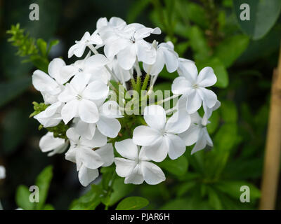 White flowers in a tight cluster of the tender evergreen scrambler, Plumbago capensis f. alba Stock Photo