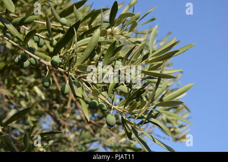 Green olives, Olea europaea, ripening on the tree, against blue sky with copy space. Stock Photo