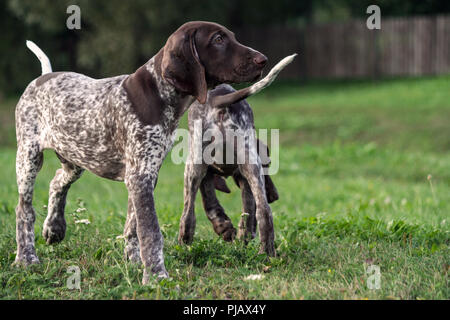German Shorthaired Pointer, German kurtshaar two puppies age three months standing on the grass, one in a profile in full growth, the second behind, Stock Photo