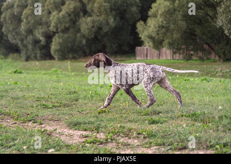 German Shorthaired Pointer, German kurtshaar one spotted puppy in motion, photo in profile, on background trees and wooden fence, three months old Stock Photo