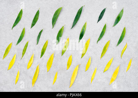 Change of seasons. Green willow leaves turning into yellow. Summer transitioning into autumn. Stock Photo