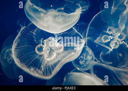 Moon Jellyfish (Aurelia Aurita) floating on dark blue background