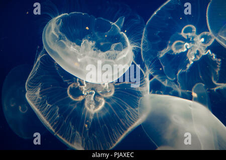 Moon Jellyfish (Aurelia Aurita) floating on dark blue background