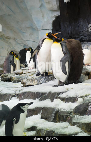 Colonies of penguins displayed at the the Empire of the Penguin exhibit in SeaWorld, Orlando Stock Photo
