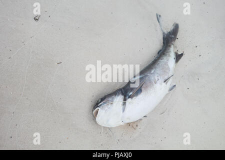 A dead fish lying in the sand on the beach at Anna Maria Island, Florida, USA, during an episode of Red Tide Stock Photo