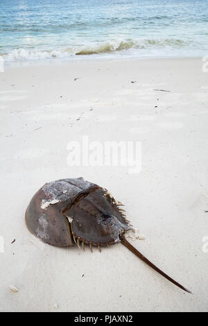 A horseshoe crab on the sandy beach in Anna Maria Island, Florida, USA Stock Photo