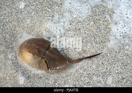 A horseshoe crab on the sandy beach in Anna Maria Island, Florida, USA Stock Photo