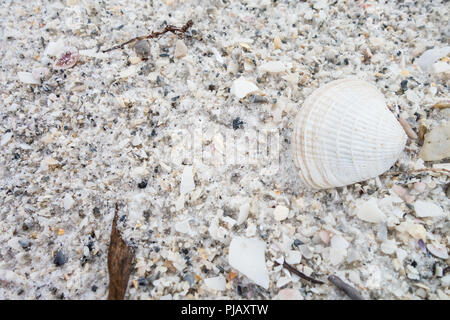Close up of sea shells on a white sandy beach Stock Photo