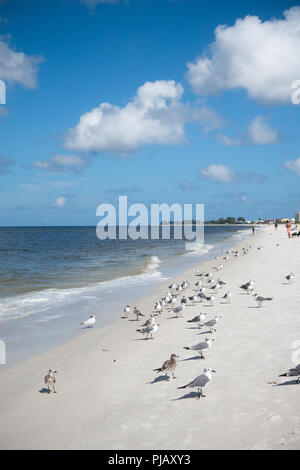Seagulls along the shoreline beaches along the Gulf of Mexico at  Anna Maria Island, Florida, USA Stock Photo