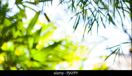Tropical summer green leaves, bamboo tree blurred background. Copy space. Stock Photo