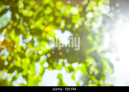 Green leaves blurred summer tropical background with bokeh effect. Copy space. Stock Photo