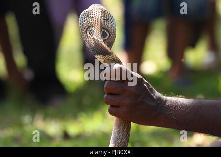 Sri lankan charmer holding dangerous cobra Stock Photo