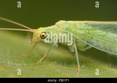 Close up of Green Lacewing at rest on leaf. Tipperary, Ireland Stock Photo