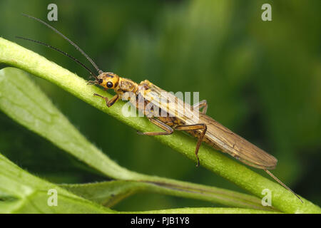 Stonefly (Isoperla grammatica) perched on creeping buttercup. Tipperary, Ireland Stock Photo