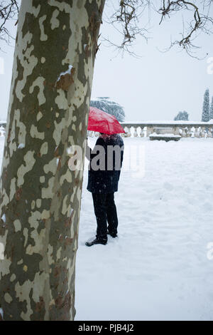 enigmatic rear view of man standing in snow holding a bright red umbrella slightly obscured by birch tree in french park, Montpellier, france Stock Photo