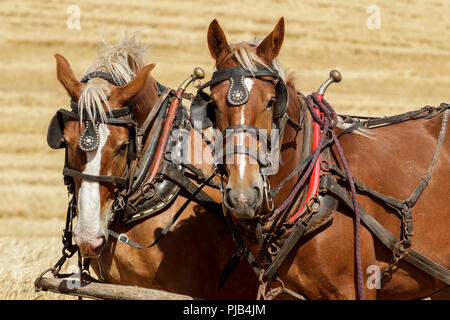 Two draft horses harnessed up and hitched to the wagon at the Colfax threshing bee in Colfax, Washington. Stock Photo