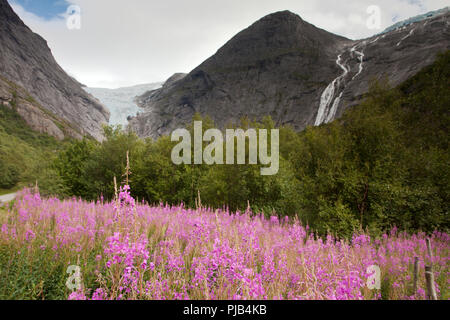 Flowers with Briksdalbreen Stock Photo