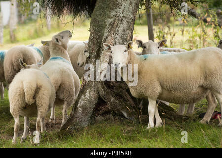 Recently clipped North Country Cheviot Sheep, Ewes, standing around a silver birch tree, on a croft in Sutherland, Highland, Scotland Stock Photo