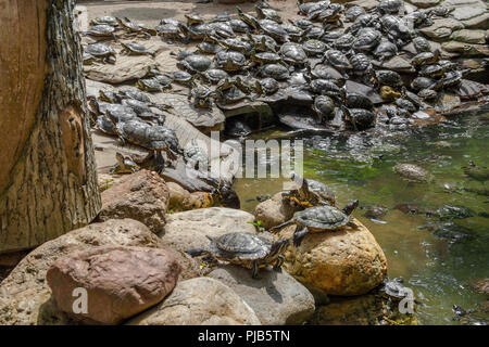 A great number red-eared slider turtles (Trachemys scripta elegans) either swimming in a pond or sunbathing on rocks in a Chinese temple in Malaysia. Stock Photo