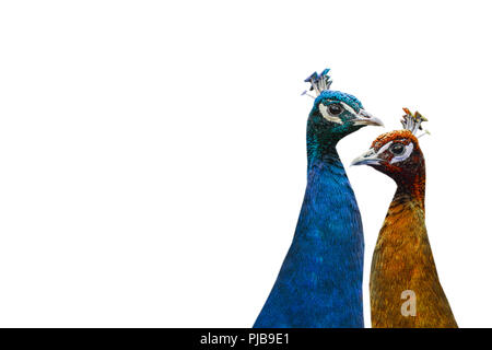 Two multicolored peacocks. One peacock of yellow and orange symbolizes autumn. Another peacock of blue color symbolizes the winter. The concept of the seasons. Stock Photo