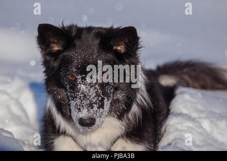 Ayla im Schnee am Gerlos Stock Photo