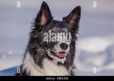 Ayla im Schnee am Gerlos Stock Photo