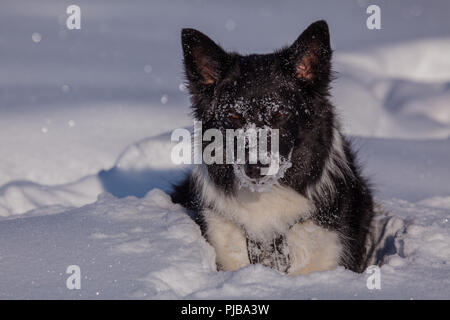 Ayla im Schnee am Gerlos Stock Photo