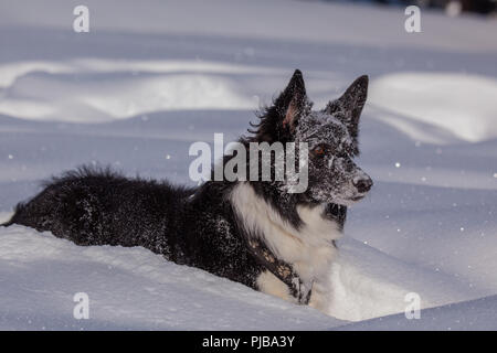 Ayla im Schnee am Gerlos Stock Photo