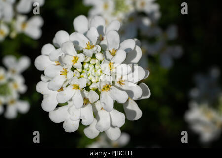 Evergreen Candytuft (Iberis sempervirens), blossoms of springtime Stock Photo