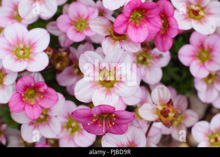 Saxifraga arendsii 'Highlander'. Pink form alpine plant in flower in spring garden, UK Stock Photo