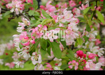 Malus × floribunda. Japanese crab apple blossom, May, UK showy crab apple Stock Photo
