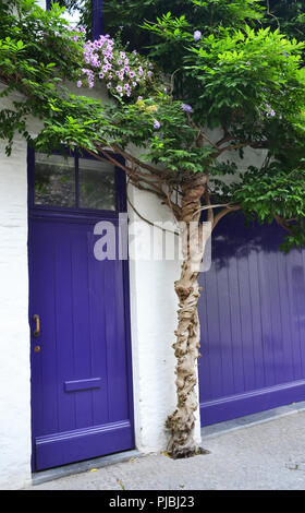 Wisteria growing over puprle door Stock Photo