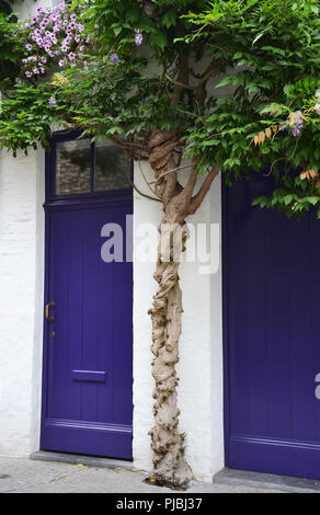 Wisteria growing over puprle door Stock Photo