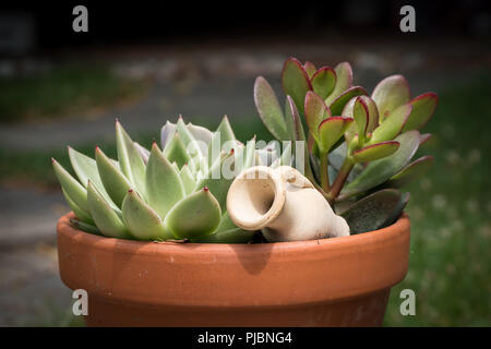 Flowerpot with succulent plants and a small amphora made of clay Stock Photo