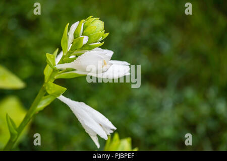 Hosta sieboldiana, flowers and buds. A hosta cultivar growing in Wichita, Kansas, USA. Stock Photo