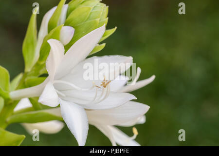 Hosta sieboldiana flowers and buds with stamens, a hosta cultivar growing in Wichita, Kansas, USA. Stock Photo