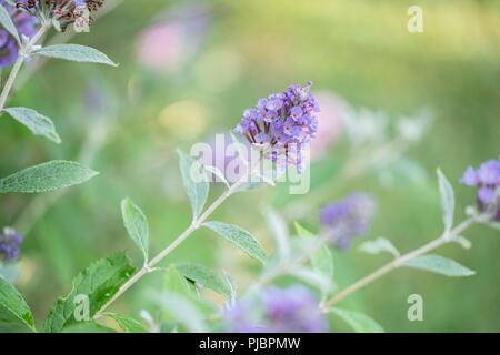 Young purple blooms of a butterfly bush, Buddleja davidii, in Oklahoma, USA. Stock Photo