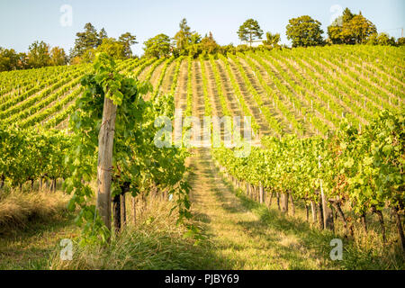 Scenic view on Vineyard rows on a hill in late summer Stock Photo